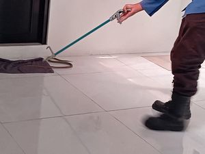 Ular Koros Teror Apotek di Kuningan, Petugas Sempat Kesulitan
