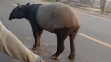 Viral Tapir Keliaran di Jalinsum Lampung, BKSDA Cek Lokasi