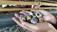 Harga Telur Puyuh Anjlok, Peternak Kota Batu Rugi Ratusan Ribu Per Hari