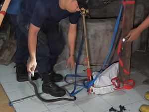 Pawang Ular Gagal, Damkar Turun Tangan Tangkap Kobra di Rumah Warga Boyolali