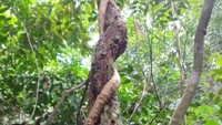 Mengenal Bajakah Lebih Jauh