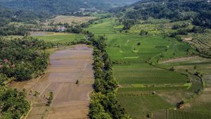 Lahan Pertanian Berkelanjutan Dipercepat untuk Lindungi Sawah