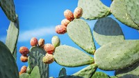 Mengenal Manfaat Konsumsi Kaktus, Superfood Baru yang Sedang Populer di Jepang