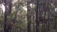 Pendaki Berbobot 145 Kg Keram di Gunung Gede Pangrango, Evakuasinya Dramatis