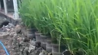 Siasat Hemat Pak Dukuh Galon Gunungkidul Bertanam Padi Tanpa Sawah dan Cangkul