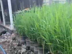 Siasat Hemat Pak Dukuh Galon Gunungkidul Bertanam Padi Tanpa Sawah dan Cangkul