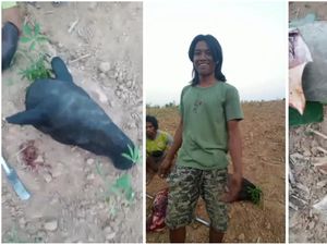 Geger Tapir yang Nyasar di Jalinsum Lampung Disembelih Warga