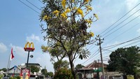 Depok Rasa Jepang, Jalan Margonda Dihiasi Bunga Tabebuya Bermekaran