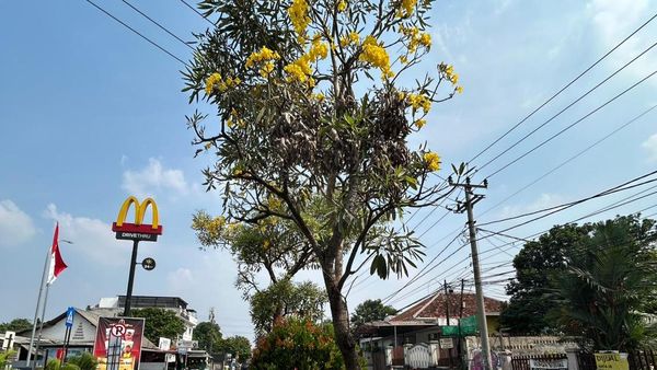 Potret Depok Rasa Jepang: Jalan Margonda Dihiasi Tabebuya Bermekaran