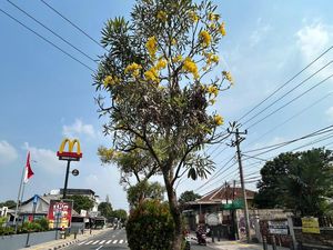 Depok Rasa Jepang, Jalan Margonda Dihiasi Bunga Tabebuya Bermekaran