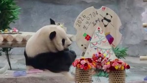 Kebun Binatang Beijing Rayakan Ultah Ke-11 Panda Meng Lan
