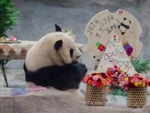 Kebun Binatang Beijing Rayakan Ultah Ke-11 Panda Meng Lan