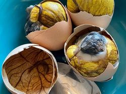 5 Makanan Ekstrem buat Tingkatkan Gairah Seksual, Ada Testis Sapi!