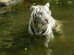 Harimau Putih Pasha Dieutanasia karena Kanker