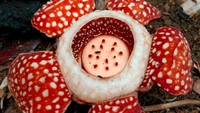 Bunga Rafflesia Langka Muncul Lagi Setelah Hilang 15 Tahun