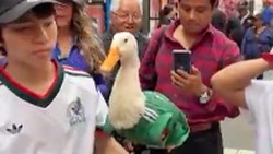 Video: Merlin, Bebek Meksiko yang Jadi Bintang Baru Piala Dunia 2026