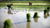 Genjot Produksi Pangan, Sumut Percepat Tanam Padi Demi Kejar Target Panen Beras