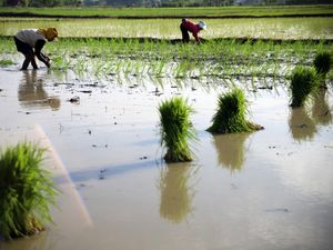 Genjot Produksi Pangan, Sumut Percepat Tanam Padi Demi Kejar Target Panen Beras
