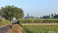 Gunung Semeru Kembali Luncurkan Lava Pijar Sejauh 1,5 Kilometer