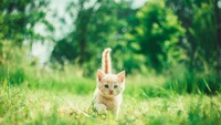 Keji! Pria di Bekasi Tendang Anak Kucing hingga Terguling-guling dan Sekarat