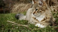 Benarkah Kucing Hanya Dekati Pria untuk Minta Makan? Ini Penjelasan Ilmiahnya!
