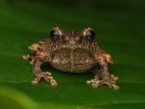 Ini Katak Semak Asli Jawa dari Lereng Merapi, Dinamakan Philautus candrageni