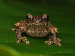 Ini Katak Semak Asli Jawa dari Lereng Merapi, Dinamakan Philautus candrageni
