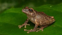 Katak Misterius Ditemukan di Lereng Merapi, Ternyata Spesies Baru!