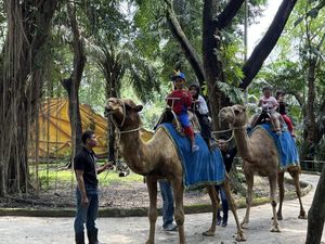 Gegara Direktur Korupsi Pakan Rp 10 Miliar, Satwa KBS Jadi Kurus-Kandang Rusak