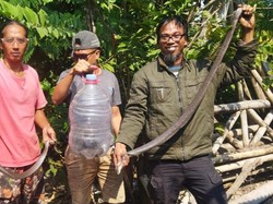 3 Kobra Jawa Super Jumbo Dievakuasi di Trucuk Klaten