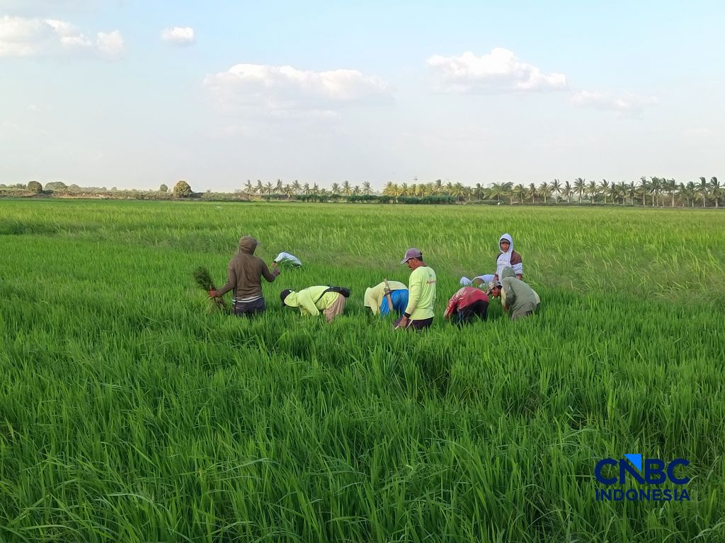 Petani di Kampung Candra Jaya, Distrik Kurik, Merauke, Papua Selatan. (CNBC Indonesia/Martyasari Rizky)