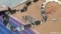 Digigit Ular Saat Tidur, Bocah di Pekalongan Tewas