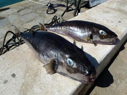 Ikan Buntal Beracun Merajalela, Siapa Tangkap Diberi Imbalan
