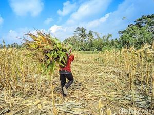 Teror Monyet Liar di Ladang Jagung Imbanagara Ciamis, Petani Siaga Senapan