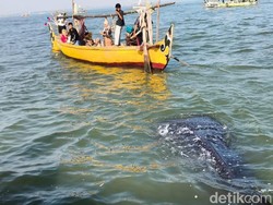 Gemasnya Aksi Kawanan Hiu Tutul Kembali Sambangi Perairan Pasuruan