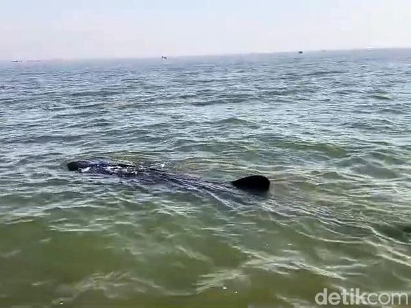 Hiu Tutul Muncul di Perairan Pasuruan