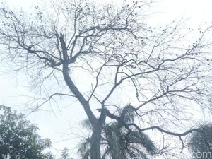 Pohon Buah Maja di Halaman Pendopo Majalengka Mati