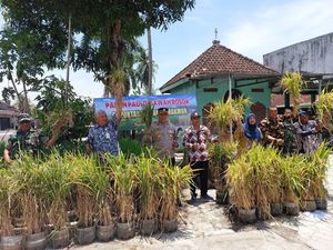 Dinas Pertanian Gunungkidul Akan Kembangkan Padi Galon Ala Pak Dukuh Wonosari