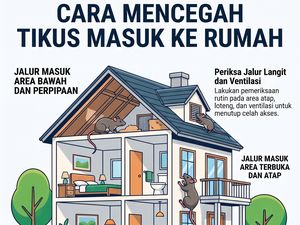 Infografis: Tikus Masuk Rumah Lewat Celah Ini, Begini Cara Cegahnya
