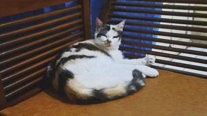 Puluhan Kucing Jogja Ramai-Ramai Jadi Anggota Muhammadiyah, Messi yang Pertama