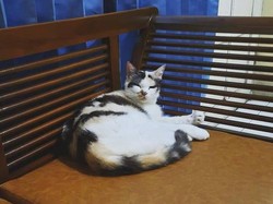 Puluhan Kucing Jogja Ramai-Ramai Jadi Anggota Muhammadiyah, Messi yang Pertama