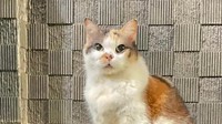 Ini Messi, Kucing Cantik Anggota Muhammadiyah