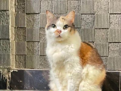 Ini Messi, Kucing Cantik Anggota Muhammadiyah