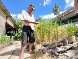 Anti Ribet! Sawah dari Galon-Kaleng di Ponjong Lebih Mudah Pantau Hama