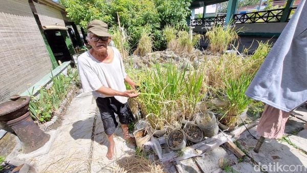 Hijaunya Padi Sawah Rongsok Mbah Suhan di Ponjong Gunungkidul