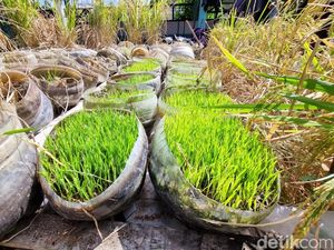 Siasat Mbah Suhan Melawan Tikus Penyerang Sawah Rongsok Gunungkidul