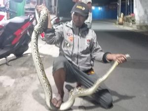 Ular Piton 3 Meter Ditangkap Lagi Incar Ayam di Jurangjero Klaten