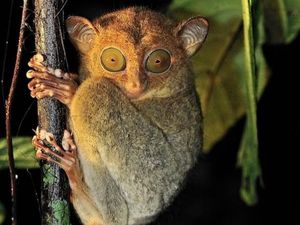 Berkenalan dengan Tarsius Borneo, Primata Mungil Penghuni Hutan Kalimantan
