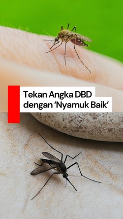 Video: Kembangkan Nyamuk Wolbachia demi Tekan Angka DBD
