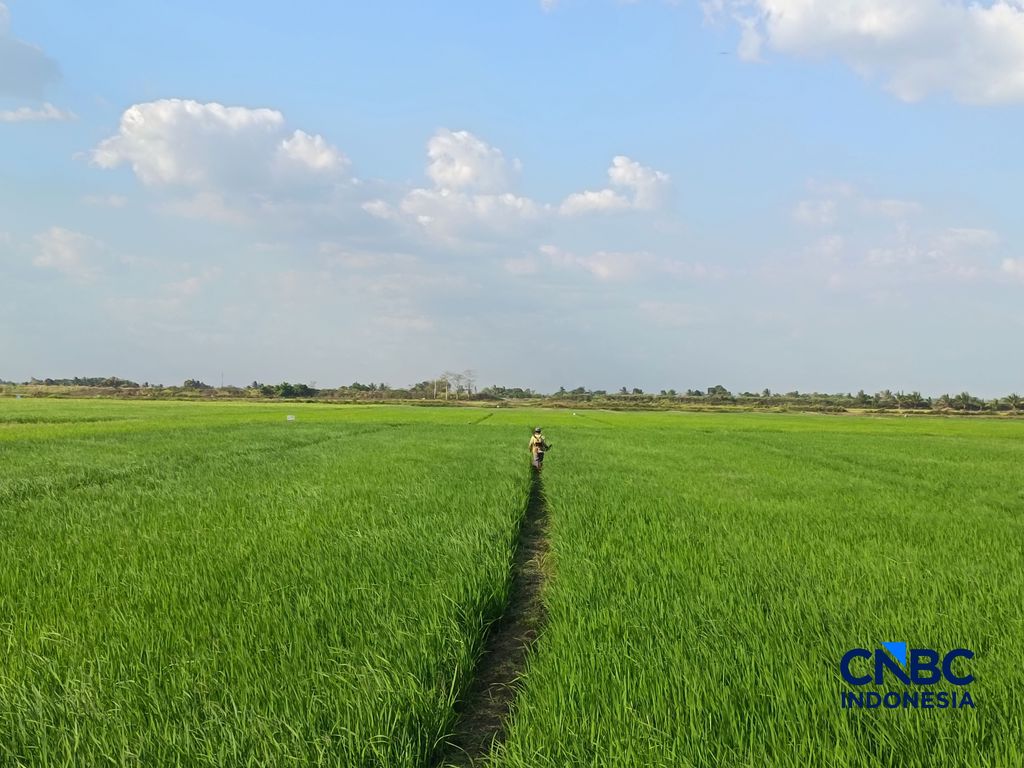 Petani di Desa Candra Jaya, Distrik Kurik, Merauke, Papua Selatan, Minggu (5/7/2026).  (CNBC Indonesia/Martyasari Rizky)